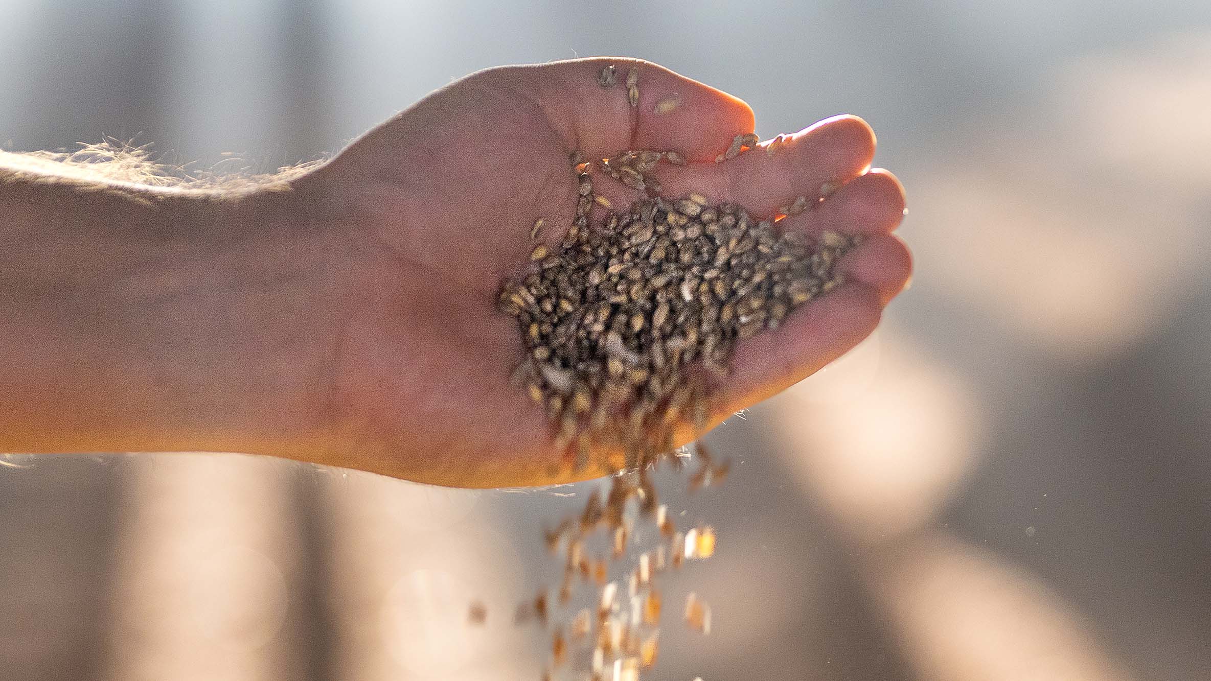 A hand filled with seeds.