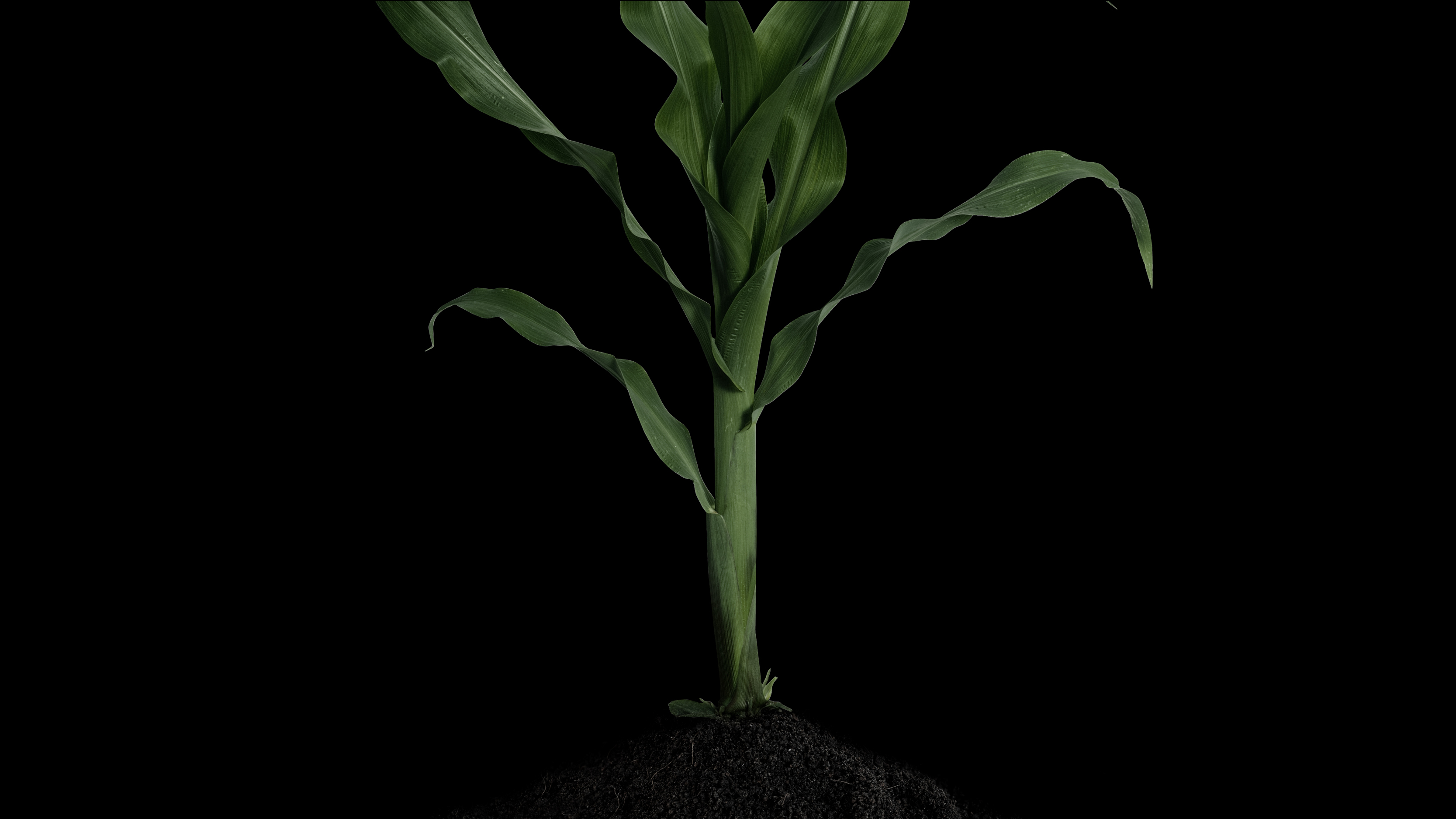 A green plant. 