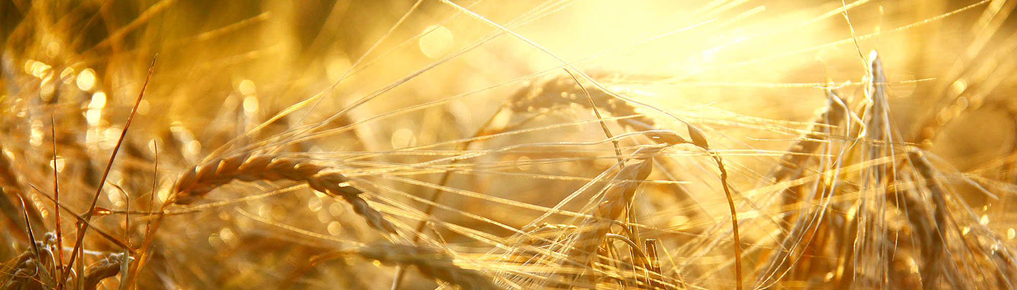 Global food production
