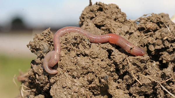Eartworms