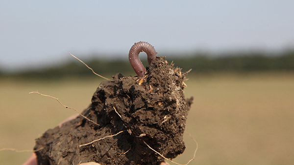 Earthworms are therefore a good indicator of soil fertility