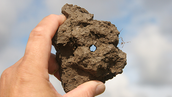 The digging done by earthworms leads to aeration and drainage