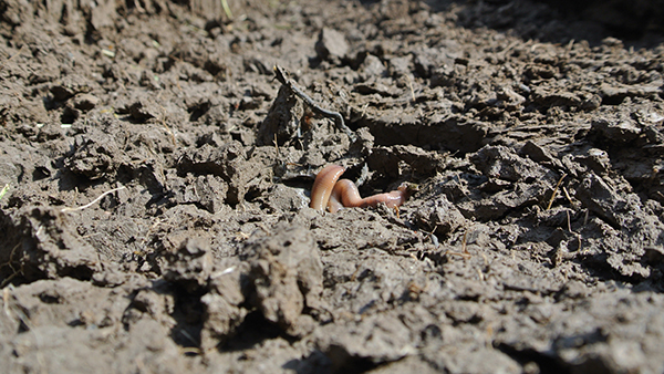 Soil tillage disturbs the worms and destroys their tunnel system