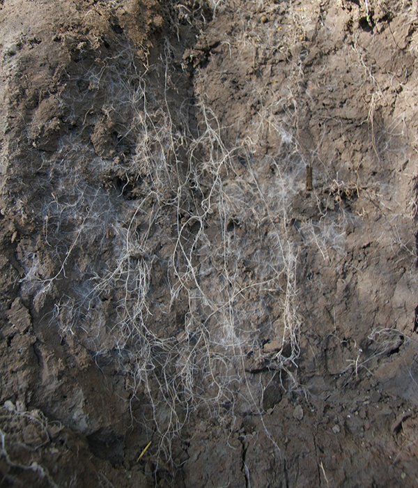 Fine threads of root hair