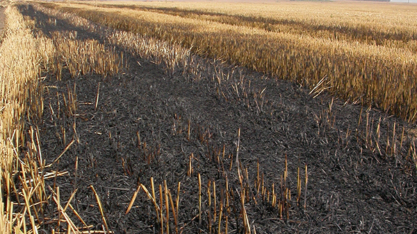 Straw burning less common nowadays