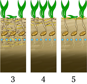 Different techniques for crop establishment