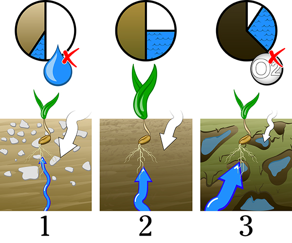 Reconsolidation of the seedbed