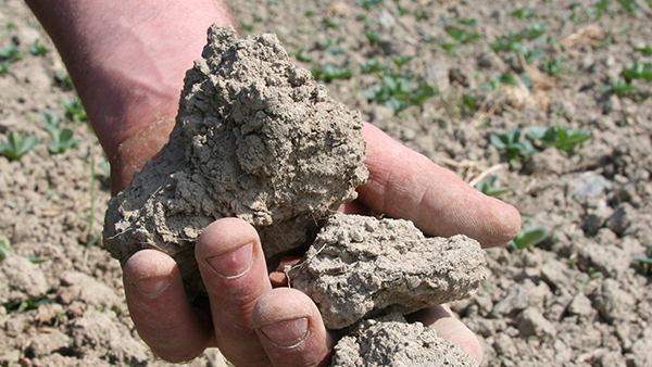 A clay soil such as this is held together and often has an aggregated structure