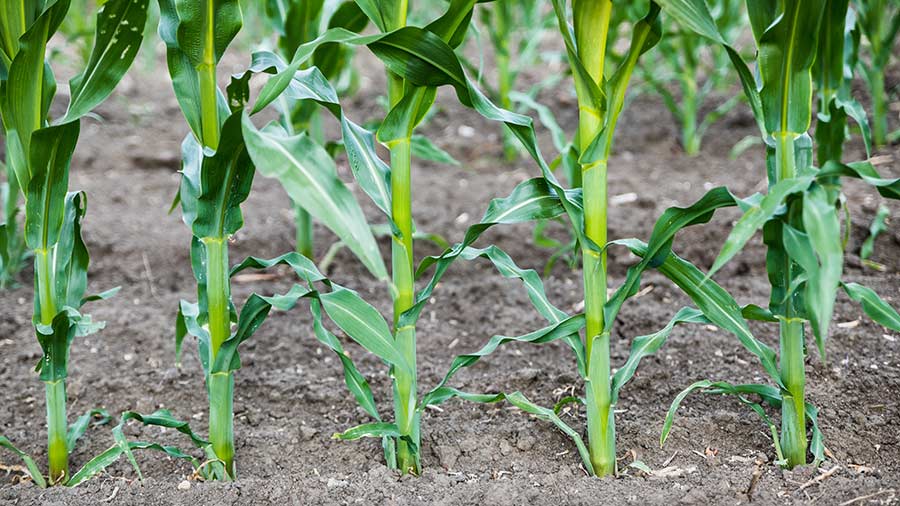 Emergence in field from Tempo world record