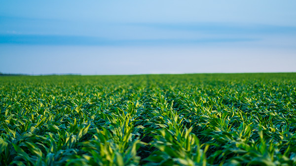 Plants in the world record field