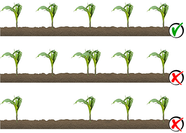 Close-up image of emergence in world record field