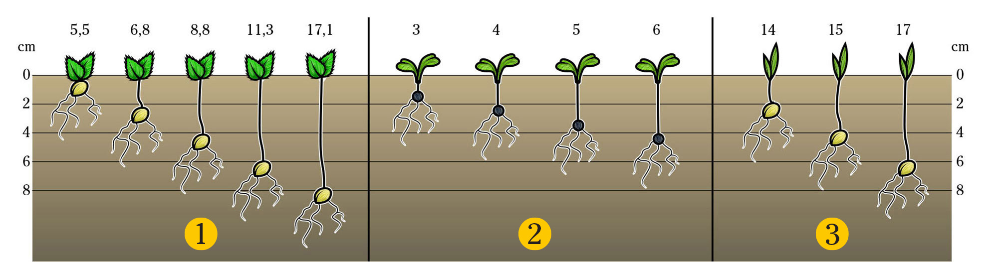Days till emergence in relation to seed depth