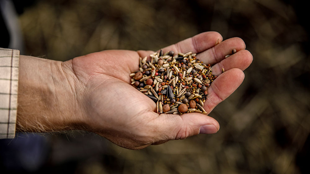 Hand holding a pile of seeds
