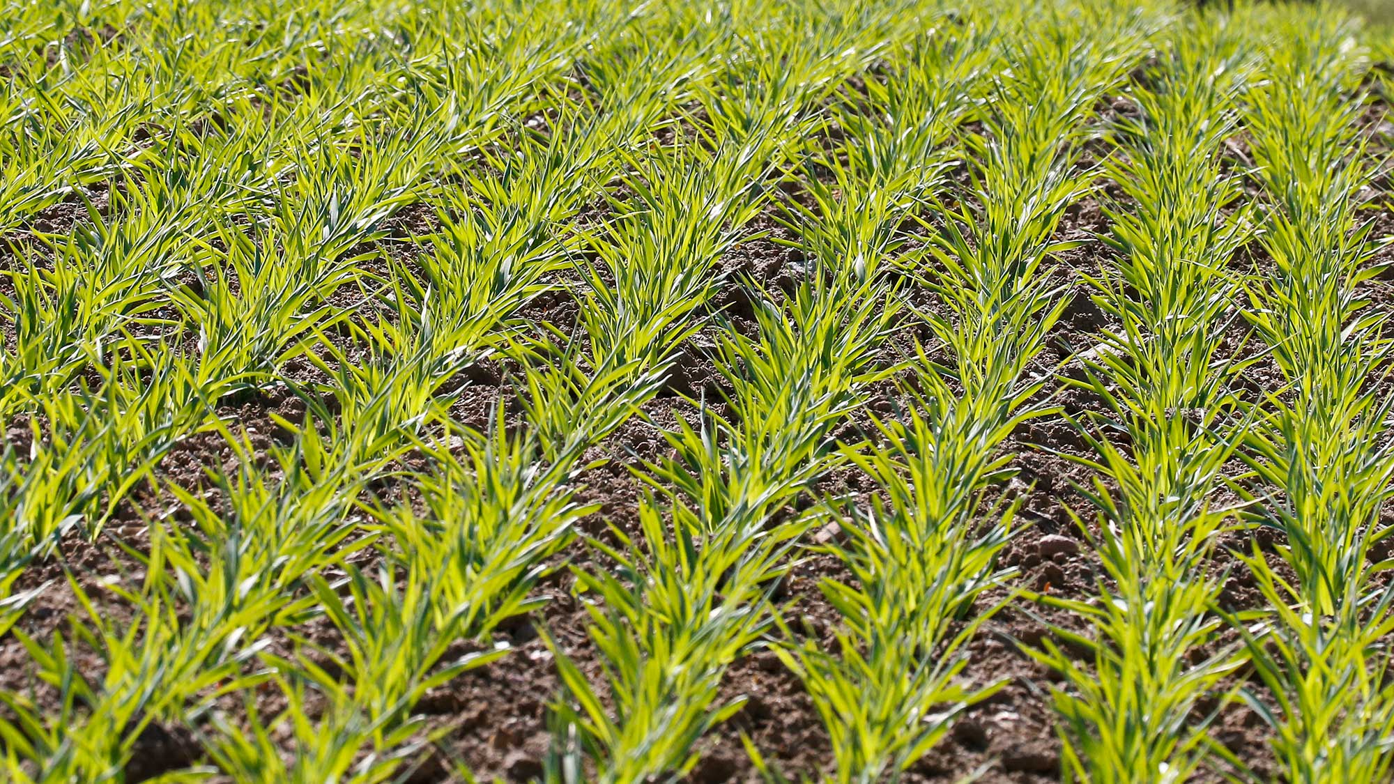 125mm row spacing for maximum yield