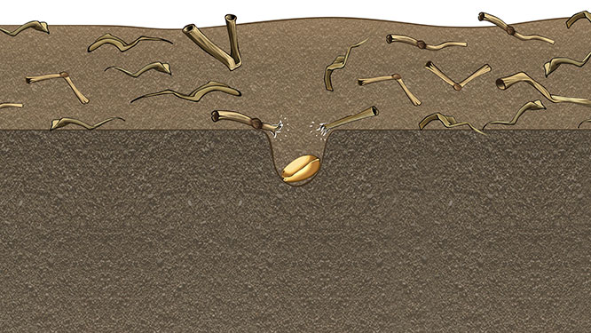 Clean seed furrow for undisturbed plant growth