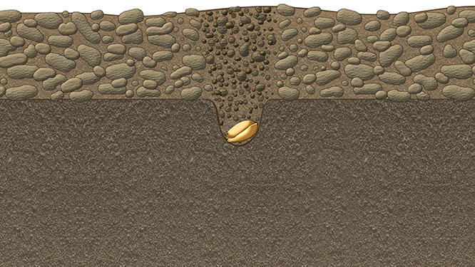 Fine soil creates seed-to-soil contact