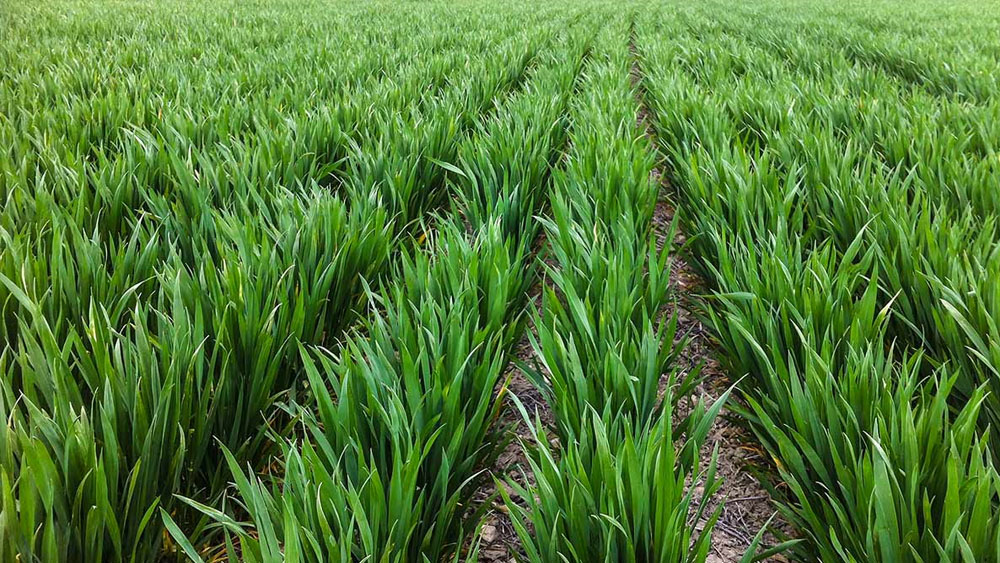 Wheat emergence