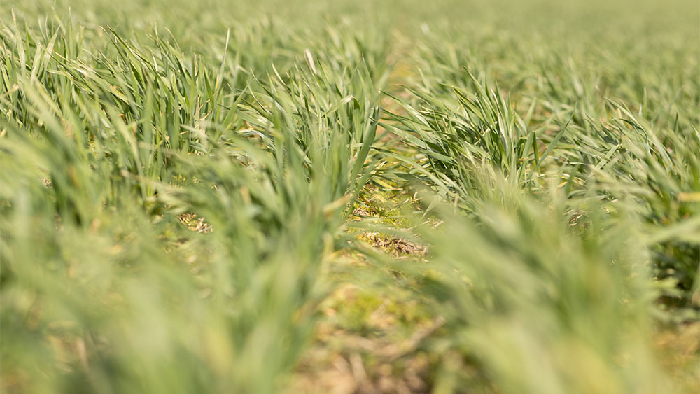 Close-up of a field with excellent crop emergence.
