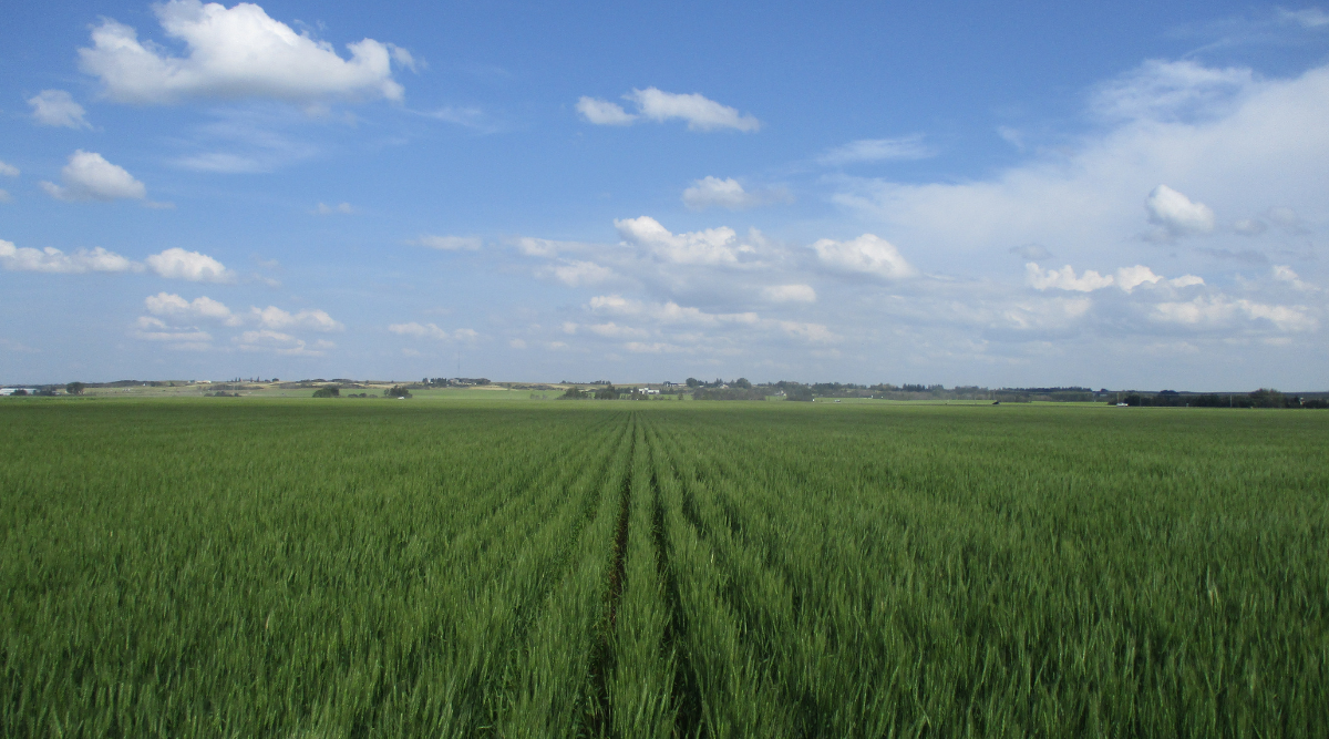 Image of a wheat field taken in the middle of the season of 2024.